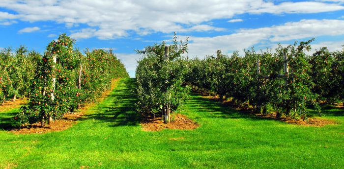 Picardy in a bottle: the best of gastronomy in Picardy special drinks